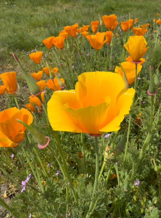 Eschscholzia californica, California Poppyの写真素材