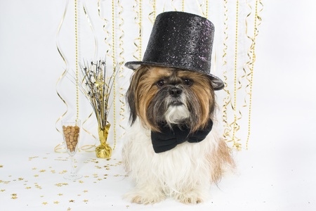A Shih Tzu in a fancy top hat celebrates New Year's with a champagne glass of kibbles.の写真素材