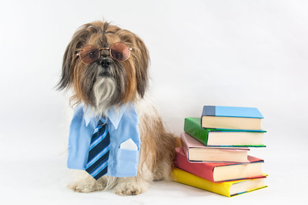 A Shih Tzu, dressed in a shirt and tie and wearing glasses, sits by a pile of books.