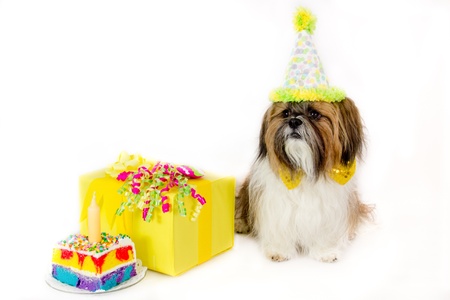 A Shih Tzu wearing a party hat guards a cake and a birthday present.の写真素材