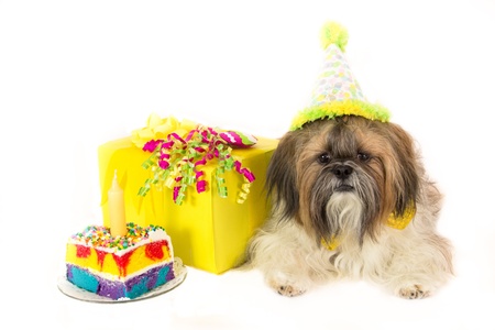 A Shih Tzu wearing a party hat guards a cake and a birthday present.の写真素材