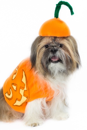 A pumpkin-costumed Shih Tzu looks ready for Halloween to arrive.の写真素材