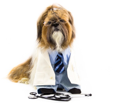 Dressed as a doctor, a Shih Tzu dog wears a shirt, tie, pants and a doctor's coat.の写真素材