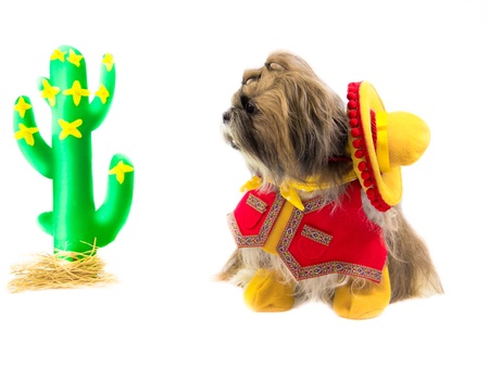 A Shih Tzu dog, dressed as a gaucho, gazes at a cactus.の写真素材