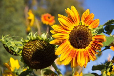 Bright late-day sun illuminates sunflowers の写真素材