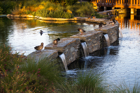 Ducks preen themselves in late afternoon sun on top of a waterfall wall の写真素材