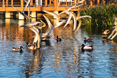 A group of ducks gather in a park pond in the late afternoon sun の写真素材