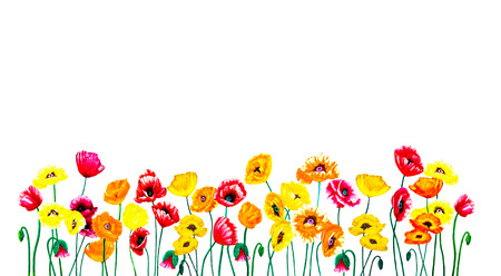 A bright, colorful grouping of red, yellow and orange poppies and buds is isolated on a white background.の写真素材