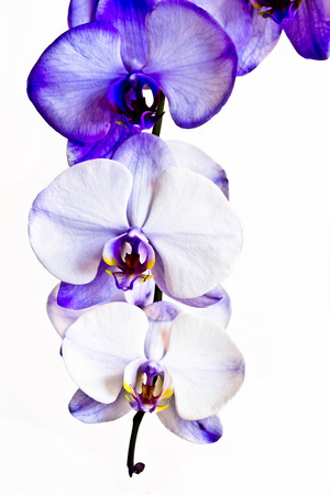 Within the folds of the hearts of three lilac amethyst orchid blooms are beautiful tiger-striped petals.の写真素材