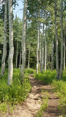 Trail Through Aspen Groveの写真素材