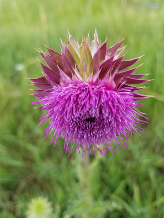 Purple Thistle from Above  with Green Backgroundの写真素材