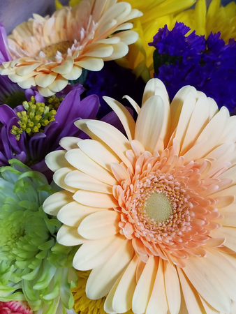 Peach and Purple Gerber Daisy Bouquetの写真素材