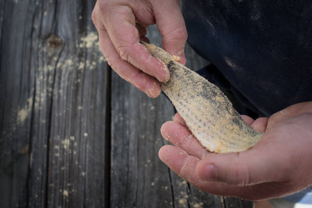 hands holding cornmeal coated fish filletの写真素材
