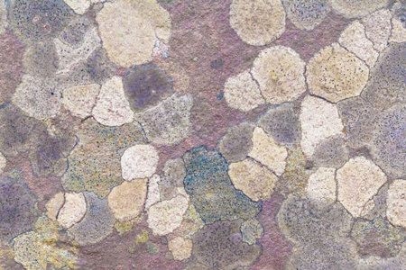 lichen on stone wall