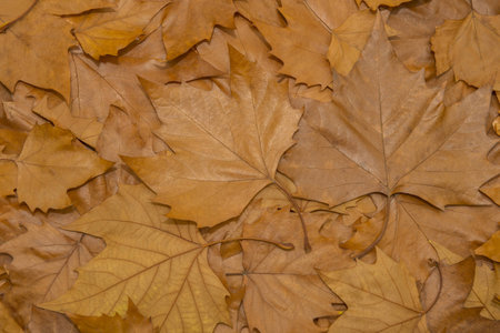 Brown Leafsの写真素材