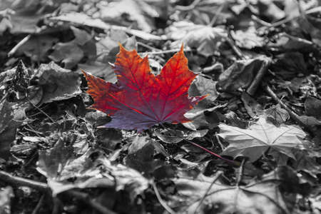 A red leaf on the groundの写真素材