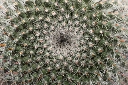 Macro Of A Cactusの写真素材