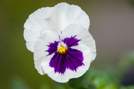 Macro Of A Pansy Flowerの写真素材