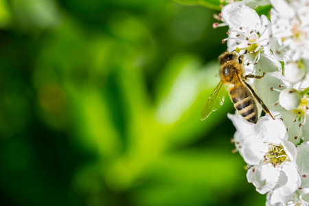 Macro Of A Bee On Whitethorn