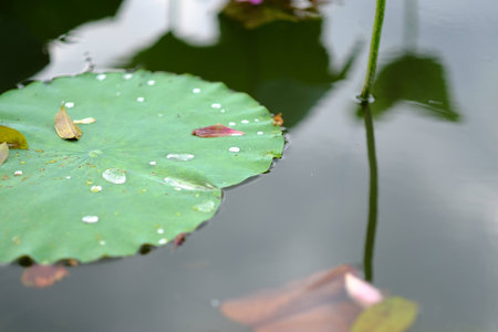 lotus in the waterの写真素材