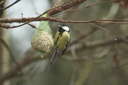 Great Tit Feedingの写真素材