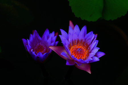 purple lotus flowersの写真素材