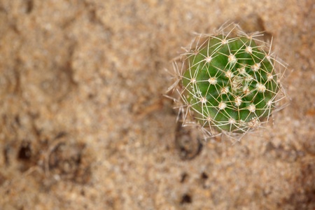 cactus from bug eye viewの写真素材