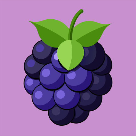 Blackberry. Vector illustration in flat style on a purple background.