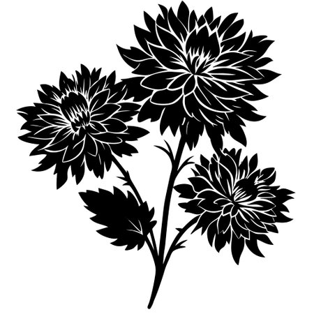 Black and white dahlia flowers isolated on white background. Vector illustration.のイラスト素材