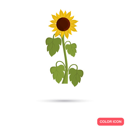 Sunflower agriculture crop. Color flat iconのイラスト素材