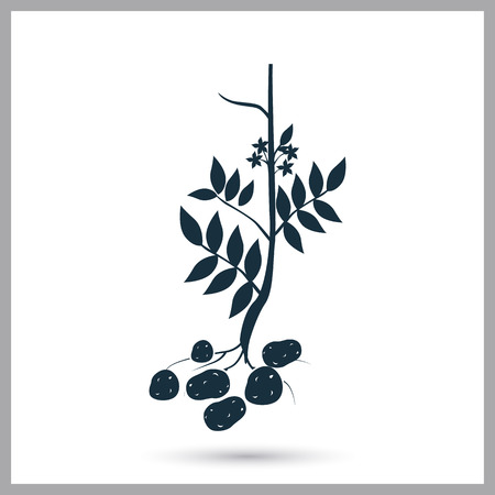 Potato agriculture crop icon. Simple design for web and mobileのイラスト素材