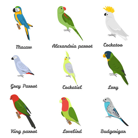 Set of color flat parrots icons with their namesのイラスト素材