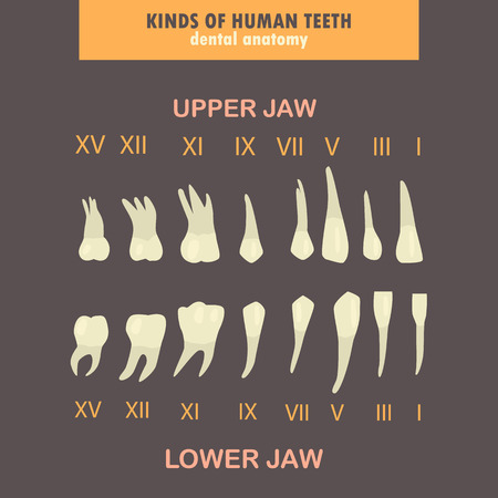 Human teeth type color infographics set for web and mobile designのイラスト素材