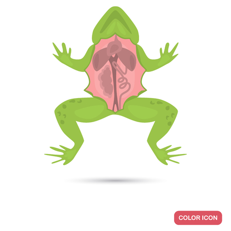 Dissected frog color flat icon for web and mobile designのイラスト素材
