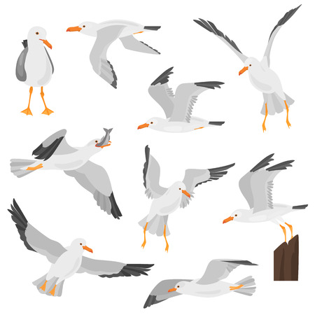 Seagull bird in dufferent motions color flat icons setのイラスト素材