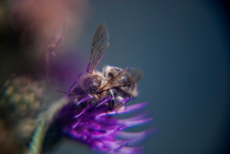 Bee collecting pollen from the purple flower of a thistle