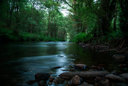 Shore with stones and river roots that crosses the forest.