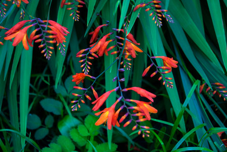 Wild crocosmia found in the forestの写真素材