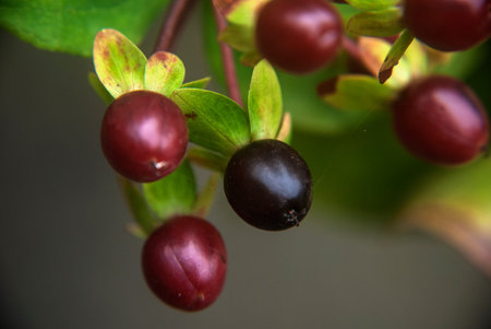 Forest blueberriesの写真素材
