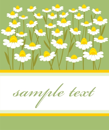 postcard with a picture of chamomile fieldのイラスト素材