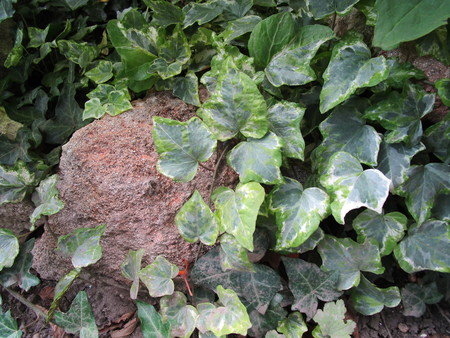 Ivyの写真素材