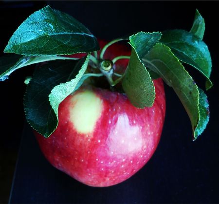 Red apple with leavesの写真素材