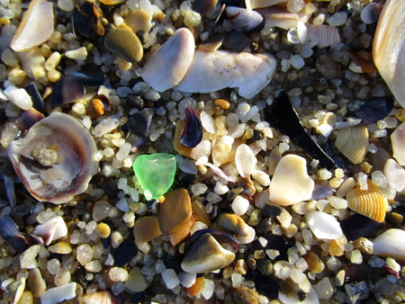 small seashells on the beachの写真素材