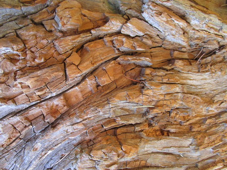 bark of treeの写真素材