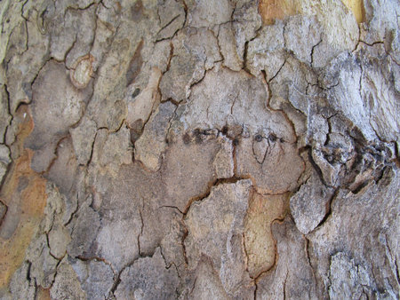 bark of tree