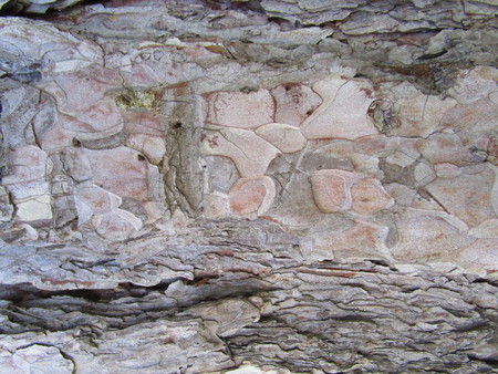 bark of treeの写真素材