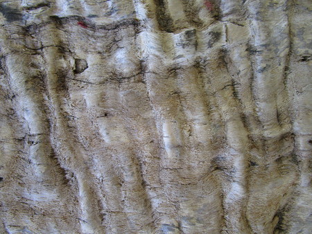 bark of treeの写真素材