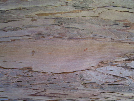 bark of treeの写真素材