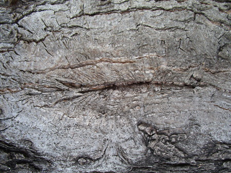 bark of treeの写真素材