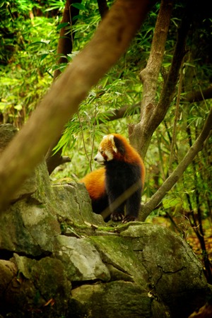 red pandaの写真素材